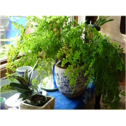 Nasiona Niekropień właściwy paproć szt.5 Nxx591