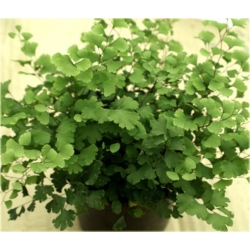 Nasiona Niekropień właściwy paproć szt.5 Nxx591