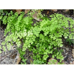 Nasiona Niekropień właściwy paproć szt.5 Nxx591