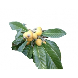 Nasiona Nieśplik japoński eriobotrya miszpelnik japoński kosmatka japońska jadalny szt.3 N437