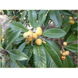 Nasiona Nieśplik japoński eriobotrya miszpelnik japoński kosmatka japońska jadalny szt.3 N437