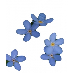 Nasiona Niezapominajka niebieska szt.20 N527