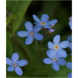 Nasiona Niezapominajka niebieska szt.20 Nxx527