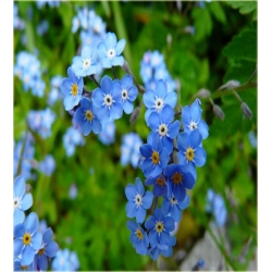 Nasiona Niezapominajka niebieska szt.20 Nxx527