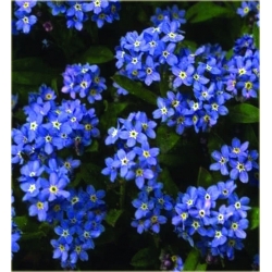 Nasiona Niezapominajka niebieska szt.20 Nxx527