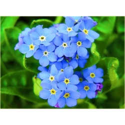 Nasiona Niezapominajka niebieska szt.20 Nxx527