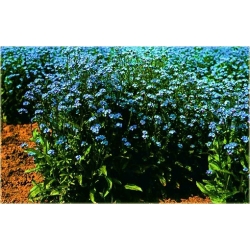 Nasiona Niezapominajka niebieska szt.20 Nxx527