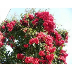 Nasiona Ognik szkarłatny szt.5 N342