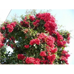 Nasiona Ognik szkarłatny szt.5 Nxx342