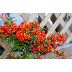 Nasiona Ognik szkarłatny szt.5 Nxx342