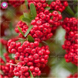 Nasiona Ognik szkarłatny szt.5 Nxx342