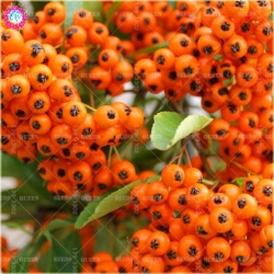 Nasiona Ognik szkarłatny szt.5 Nxx342