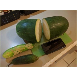 Nasiona Ogórek Gigant  szt.5 Nxx294