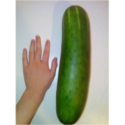 Nasiona Ogórek Gigant  szt.5 Nxx294