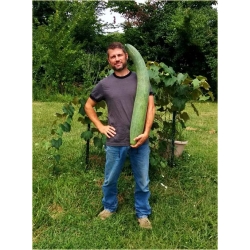 Nasiona Ogórek Gigant  szt.5 Nxx294