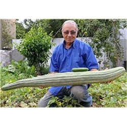 Nasiona Ogórek Gigant  szt.5 Nxx294