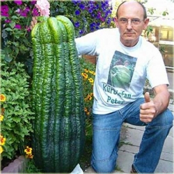 Nasiona Ogórek Gigant  szt.5 Nxx294