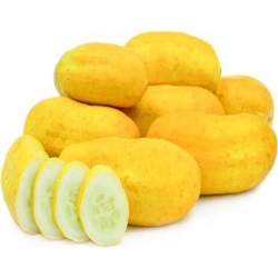 Nasiona Ogórek żółty szt.5 N281