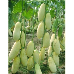 Nasiona Ogórek żółty szt.5 Nxx281