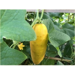 Nasiona Ogórek żółty szt.5 Nxx281