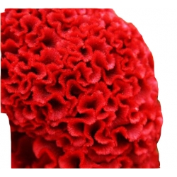 Nasiona Ogromny Zarozumialec szt.5 N164