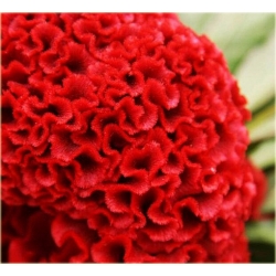 Nasiona Ogromny Zarozumialec szt.5 Nxx164