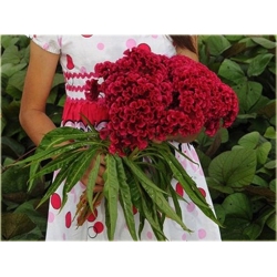 Nasiona Ogromny Zarozumialec szt.5 Nxx164