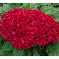 Nasiona Ogromny Zarozumialec szt.5 Nxx164