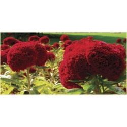 Nasiona Ogromny Zarozumialec szt.5 Nxx164