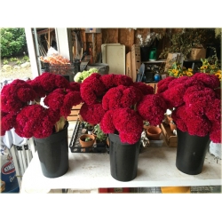 Nasiona Ogromny Zarozumialec szt.5 Nxx164