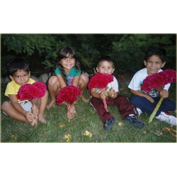 Nasiona Ogromny Zarozumialec szt.5 Nxx164