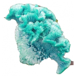 Nasiona Ogromny Zarozumialec niebieski szt.5 N315