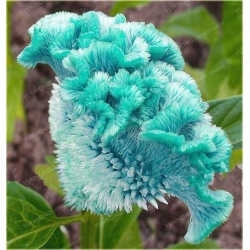 Nasiona Ogromny Zarozumialec szt.5 Nxx315