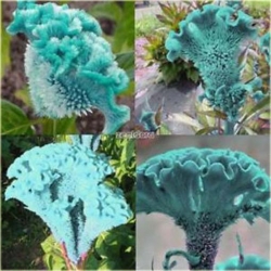 Nasiona Ogromny Zarozumialec szt.5 Nxx315