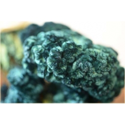 Nasiona Ogromny Zarozumialec szt.5 Nxx315