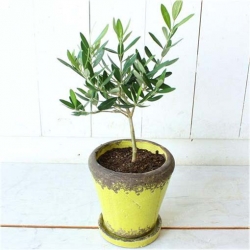 Nasiona Oliwka europejska jadalna szt.2 Nxx428