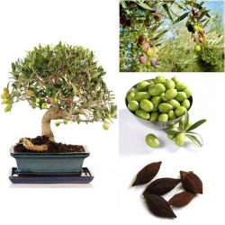 Nasiona Oliwka europejska jadalna szt.2 Nxx428