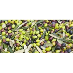 Nasiona Oliwka europejska jadalna szt.2 Nxx428