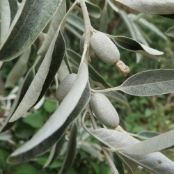 nasiona Oliwnik wąskolistny Eleagnus angustifolia szt5 Fore193