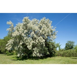 nasiona Oliwnik wąskolistny Eleagnus angustifolia szt5 Fore193