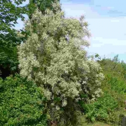 nasiona Oliwnik wąskolistny Eleagnus angustifolia szt5 Fore193