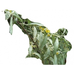 Nasiona Oliwnik wąskolistny szt.3 N611