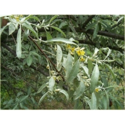 Nasiona Oliwnik wąskolistny szt.2 Nxx611