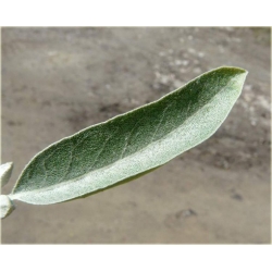 Nasiona Oliwnik wąskolistny szt.2 Nxx611