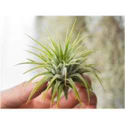 Nasiona Oplątwa niezwykła Nxx588