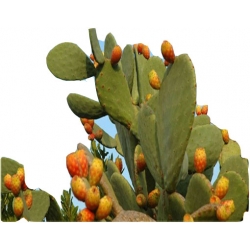 Nasiona Opuncja figowa kaktus ogrodowy szt.5 N592