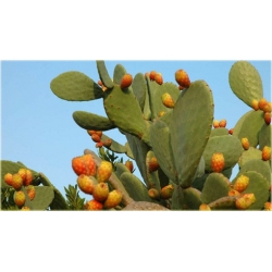 Nasiona Opuncja figowa kaktus szt.5 Nxx592