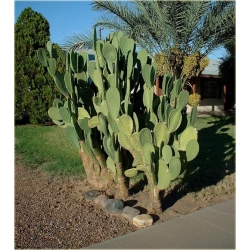 Nasiona Opuncja figowa kaktus szt.5 Nxx592