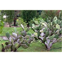 Nasiona Opuncja figowa kaktus szt.5 Nxx592