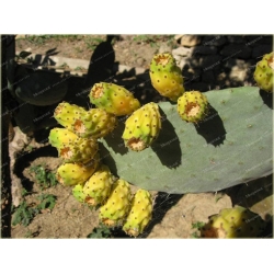 Nasiona Opuncja figowa kaktus szt.5 Nxx592